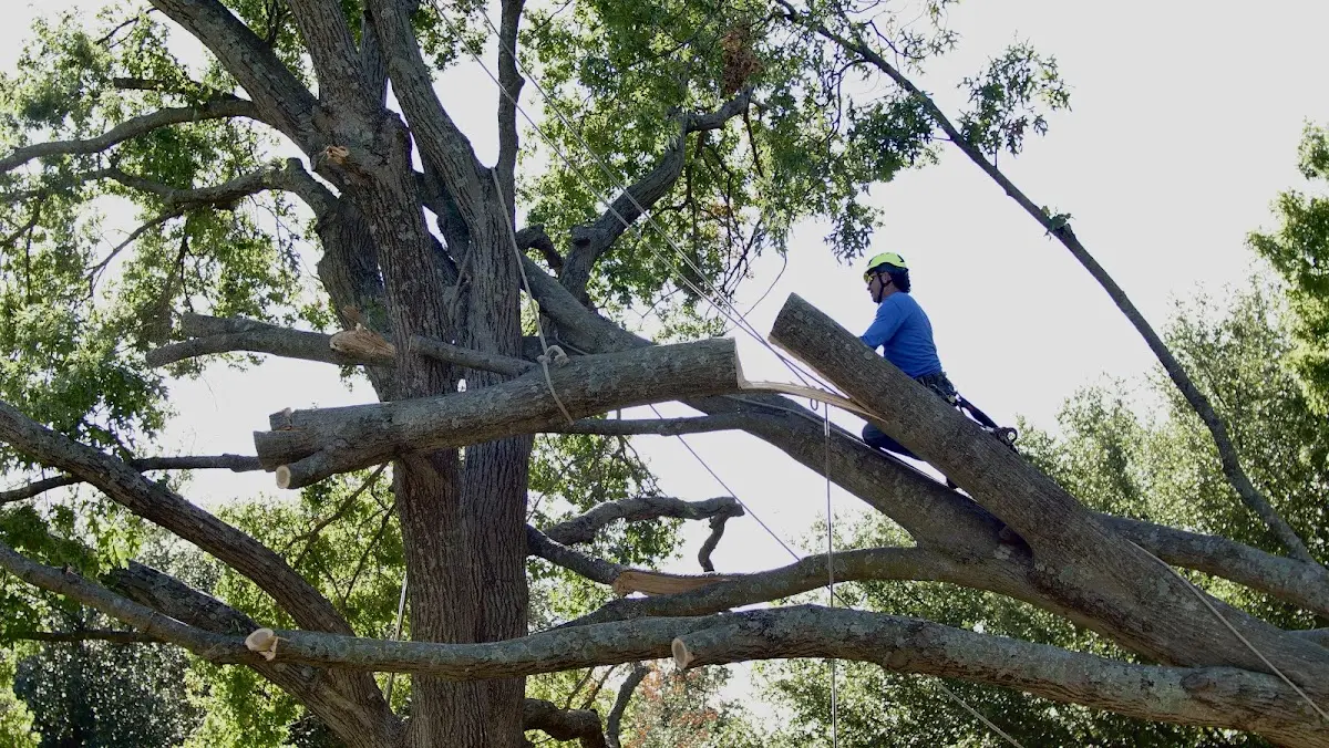 Professional Hazardous Tree Removal performed by certified arborists in Newfane